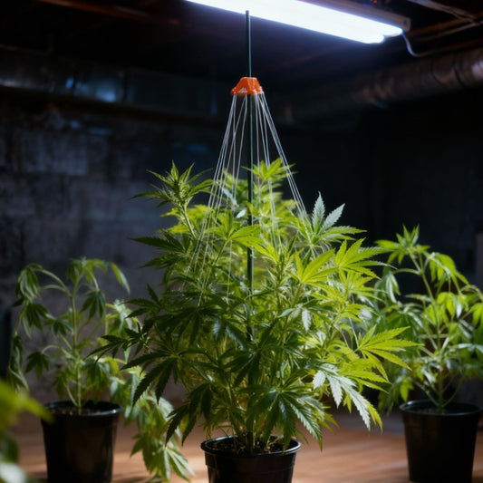 Growing cannabis plants under a light in a dark room